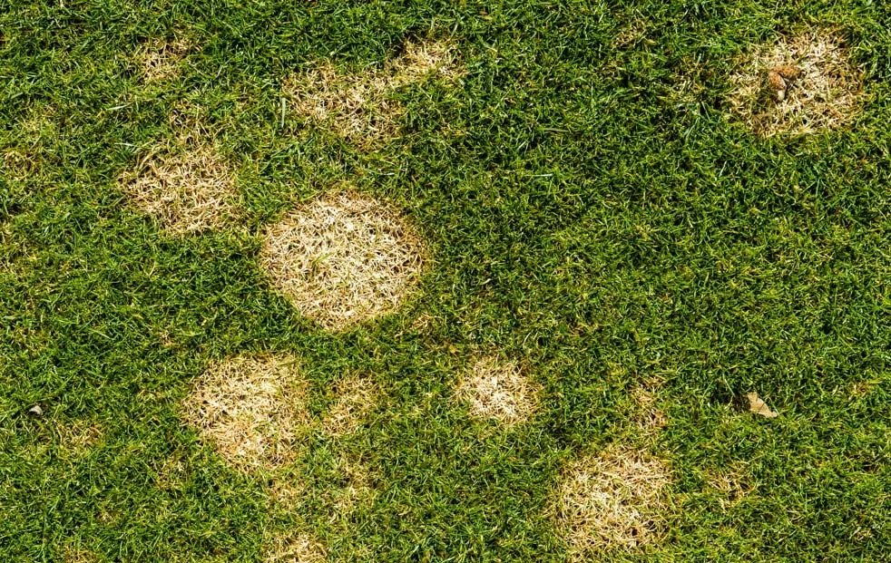 Overhead view of grass disease — scattered dead patches in green turf