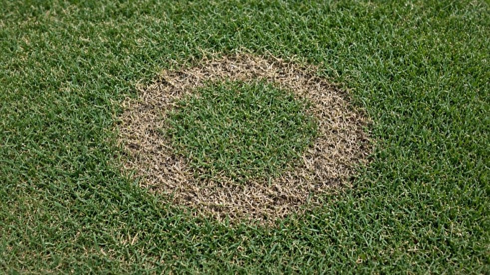 Close-up frog-eye ring of necrotic ring spot in Kentucky bluegrass