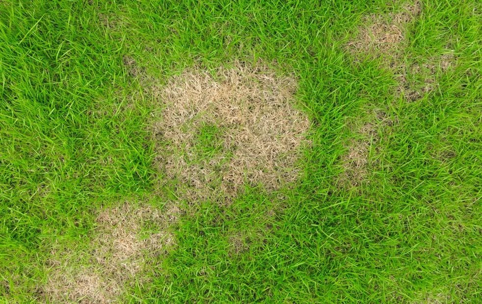 Overhead view of necrotic ring spot — circular dead patches in an otherwise green lawn