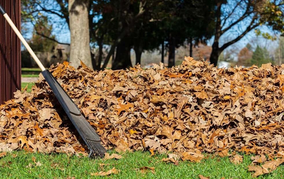 Pile of fallen oak leaves on a green lawn with a leaf rake leaning against it