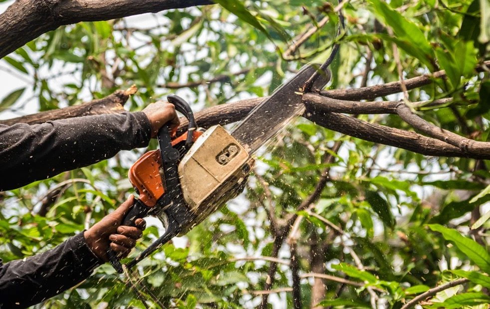 Close-up of a chainsaw cutting a tree branch with sawdust in the air