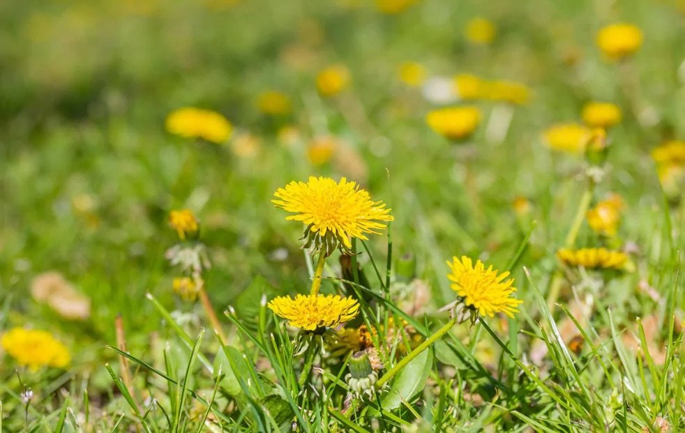 Close-up of yellow dandelions growing thick through a green lawn